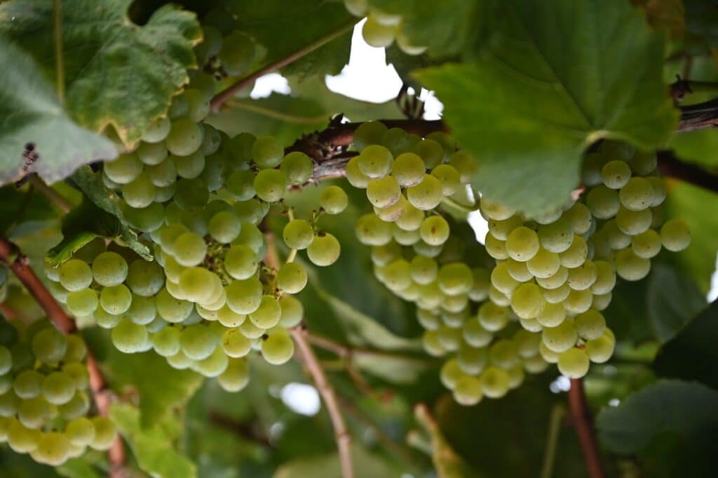 Chardonnay grapes growing at a vineyard in the Russian River Valley for the 2023 harvest.