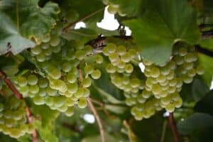 Chardonnay Grapes in our Sonoma Vineyard.